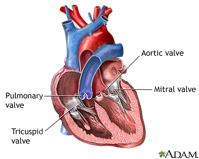 Ape to man heart sounds diagram